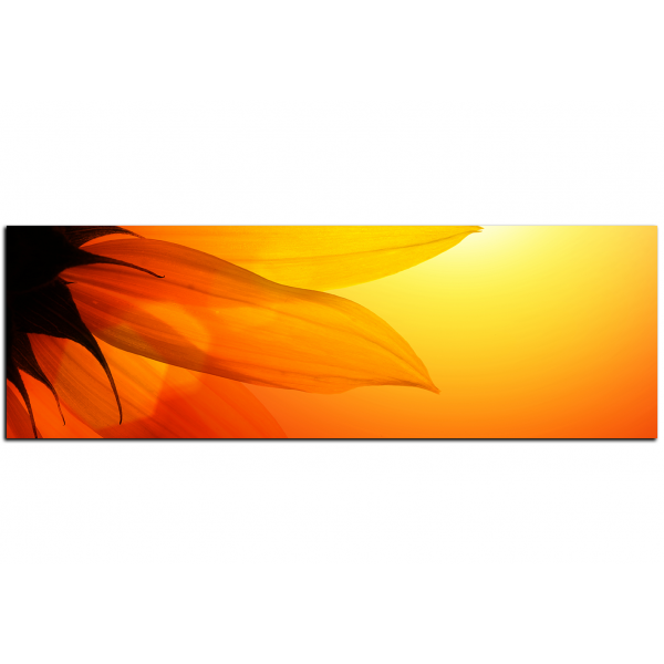 Obraz na plátně - Slunečnice květ - panoráma